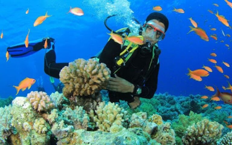 Andaman’s Coral Reefs: Preserving Marine Biodiversity for Future Generations